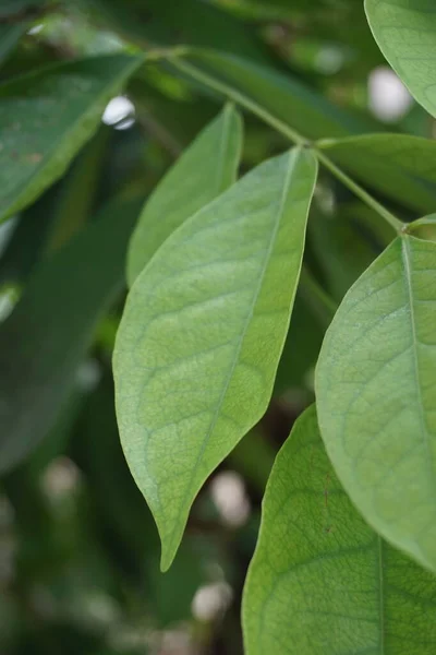 Green Bay leaf leaves hanging on the tree. Bay leaf is one of herbs and use for cooking. Indonesian call it daun salam