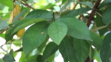 Ağaçta asılı yeşil defne yaprakları. Koyun yaprağı bir şifalı bitkidir ve yemek pişirmek için kullanılır. Endonezyalılar buna daun salam der.