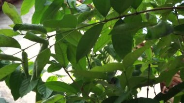 Ağaçta asılı yeşil defne yaprakları. Koyun yaprağı bir şifalı bitkidir ve yemek pişirmek için kullanılır. Endonezyalılar buna daun salam der.