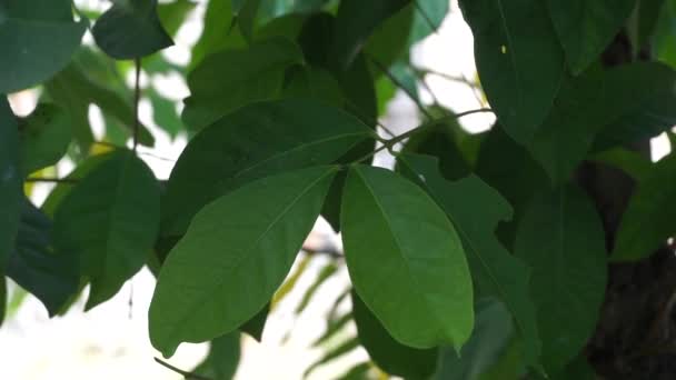 Hojas Hoja Bahía Verde Colgando Del Árbol Hoja Laurel Una — Vídeos de Stock