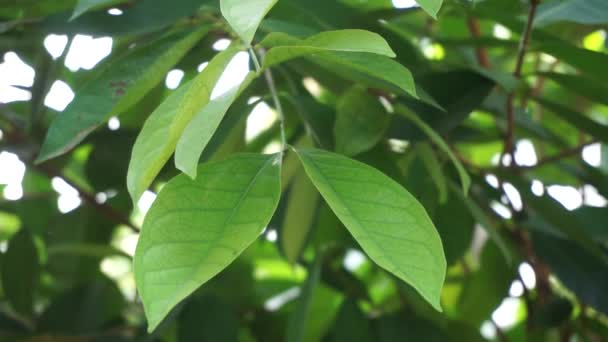 Foglie Alloro Verde Appese All Albero Foglia Alloro Una Delle — Video Stock