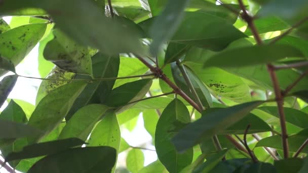 Daun Daun Green Bay Tergantung Pohon Daun Teluk Adalah Salah — Stok Video