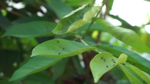 Feuilles Green Bay Suspendues Arbre Feuille Laurier Est Une Des — Video