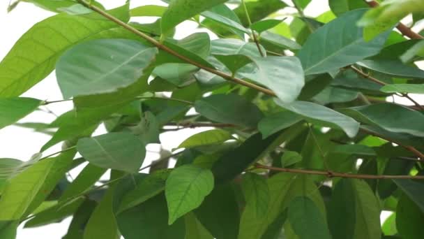 Hojas Hoja Bahía Verde Colgando Del Árbol Hoja Laurel Una — Vídeo de stock