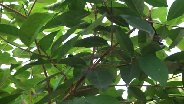 Groene Bay Blad Bladeren Opknoping Aan Boom Bay Leaf Een — Stockvideo