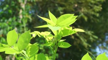 Dalbergia latifolia (sonokeling, sanakeling, gül ağacı olarak da bilinir) doğal bir geçmişi vardır..