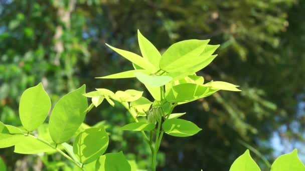 具有自然背景的Dalbergia Latifolia 也称为Sonokeling Sanakeling Rosewood — 图库视频影像