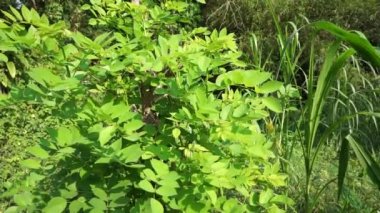 Dalbergia latifolia (sonokeling, sanakeling, gül ağacı olarak da bilinir) doğal bir geçmişi vardır..
