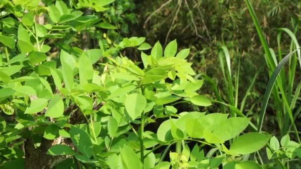 Dalbergia Latifolia También Conocida Como Sonokeling Sanakeling Palisandro Con Fondo — Vídeos de Stock