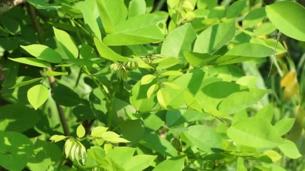 Dalbergia Latifolia Auch Als Sonokeling Sanakeling Palisander Bekannt Mit Natürlichem — Stockvideo