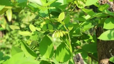 Dalbergia latifolia (sonokeling, sanakeling, gül ağacı olarak da bilinir) doğal bir geçmişi vardır..