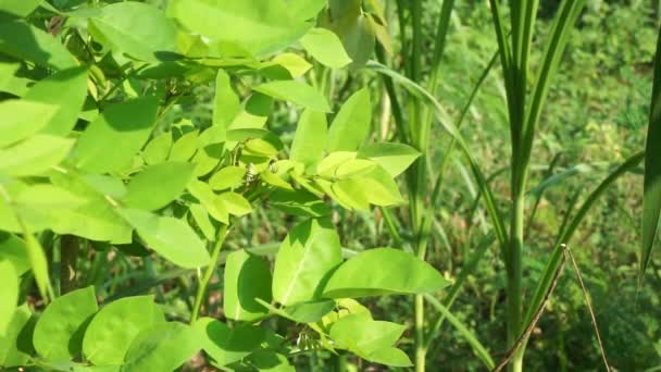 Dalbergia Latifolia Auch Als Sonokeling Sanakeling Palisander Bekannt Mit Natürlichem — Stockvideo