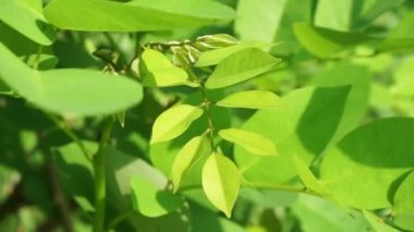 Dalbergia latifolia (sonokeling, sanakeling, gül ağacı olarak da bilinir) doğal bir geçmişi vardır..