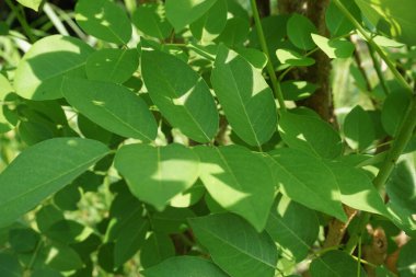 Dalbergia latifolia (sonokeling, sanakeling, gül ağacı olarak da bilinir) doğal bir geçmişi vardır..