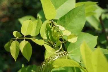 Dalbergia latifolia (sonokeling, sanakeling, gül ağacı olarak da bilinir) doğal bir geçmişi vardır..