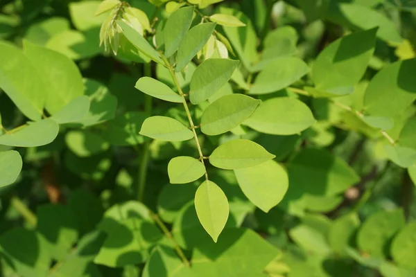 Dalbergia Latifolia Também Conhecida Como Sonokeling Sanakeling Jacarandá Com Fundo — Fotografia de Stock