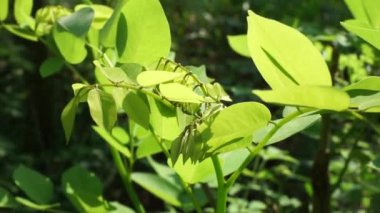 Dalbergia latifolia (sonokeling, sanakeling, gül ağacı olarak da bilinir) doğal bir geçmişi vardır..