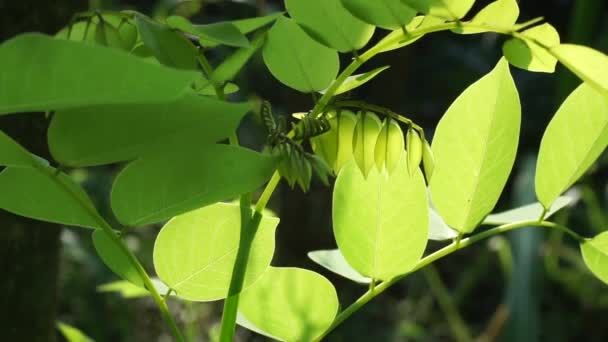 Dalbergia Latifolia Também Conhecida Como Sonokeling Sanakeling Jacarandá Com Fundo — Vídeo de Stock