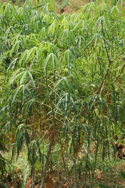 Daun Singkong Pohon Indonesia Menyebutnya Singkong — Stok Foto