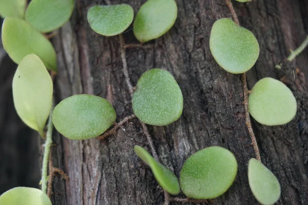 Pyrrosia Rupestris Chiamata Anche Felce Roccia Con Uno Sfondo Naturale — Foto Stock