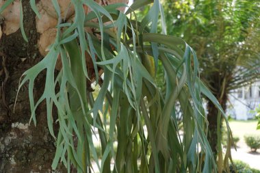 Staghorn (elkhorn eğreltiotu) doğal bir arka plana sahiptir.