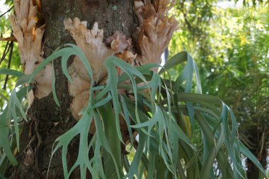 Staghorn (elkhorn ferns) with a natural background clipart