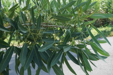 Tabebuia caraiba (Tabebuia aurea, Karayip trompeti, gümüş trompet ağacı, altın ağacı) doğal bir arka plana sahiptir.