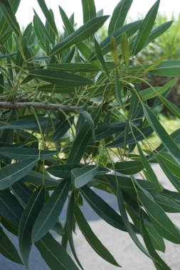 Tabebuia caraiba (Tabebuia aurea, Karayip trompeti, gümüş trompet ağacı, altın ağacı) doğal bir arka plana sahiptir.