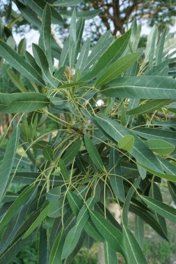 Tabebuia caraiba (Tabebuia aurea, Karayip trompeti, gümüş trompet ağacı, altın ağacı) doğal bir arka plana sahiptir.