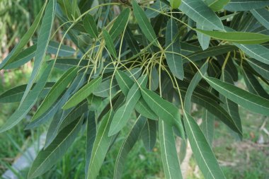 Tabebuia caraiba (Tabebuia aurea, Karayip trompeti, gümüş trompet ağacı, altın ağacı) doğal bir arka plana sahiptir.