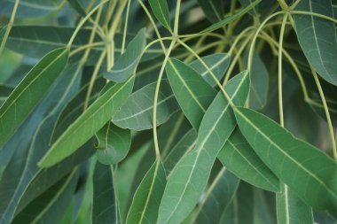 Tabebuia caraiba (Tabebuia aurea, Karayip trompeti, gümüş trompet ağacı, altın ağacı) doğal bir arka plana sahiptir.