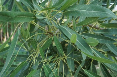 Tabebuia caraiba (Tabebuia aurea, Karayip trompeti, gümüş trompet ağacı, altın ağacı) doğal bir arka plana sahiptir.