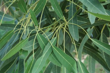 Tabebuia caraiba (Tabebuia aurea, Karayip trompeti, gümüş trompet ağacı, altın ağacı) doğal bir arka plana sahiptir.