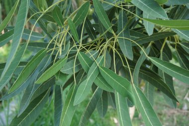 Tabebuia caraiba (Tabebuia aurea, Karayip trompeti, gümüş trompet ağacı, altın ağacı) doğal bir arka plana sahiptir.