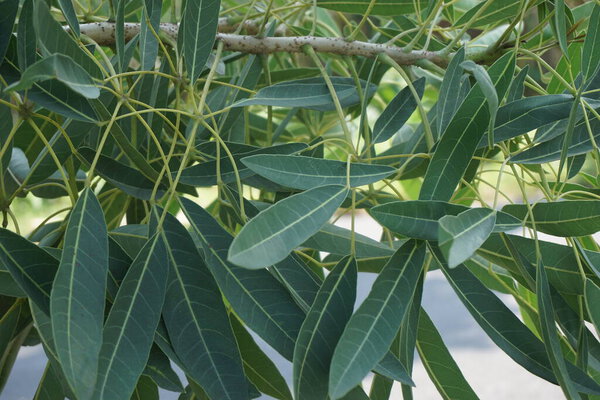 Tabebuia caraiba (Tabebuia aurea, Карибская труба, серебряная труба, дерево из золота) на естественном фоне