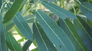 Tabebuia caraiba (Tabebuia aurea, Karayip trompeti, gümüş trompet ağacı, altın ağacı) doğal bir arka plana sahiptir.