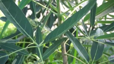 Tabebuia caraiba (Tabebuia aurea, Karayip trompeti, gümüş trompet ağacı, altın ağacı) doğal bir arka plana sahiptir.