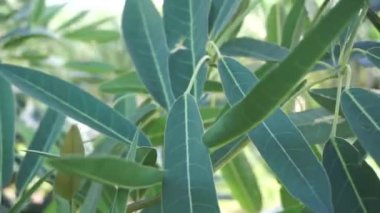 Tabebuia caraiba (Tabebuia aurea, Karayip trompeti, gümüş trompet ağacı, altın ağacı) doğal bir arka plana sahiptir.