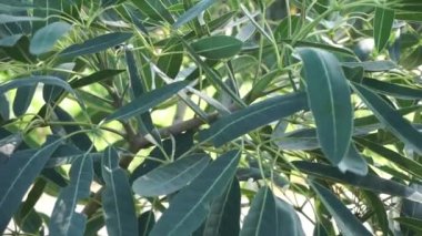 Tabebuia caraiba (Tabebuia aurea, Karayip trompeti, gümüş trompet ağacı, altın ağacı) doğal bir arka plana sahiptir.