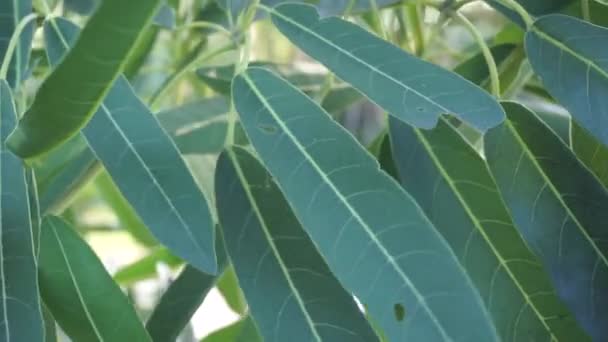 Tabebuia Caraiba Tabebuia Aurea Terompet Karibia Pohon Terompet Perak Pohon — Stok Video