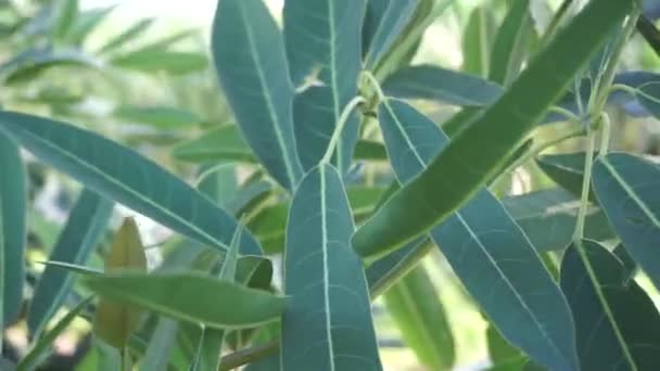 Tabebuia Caraiba Tabebuia Aurea Karibiska Trumpet Silver Trumpet Träd Träd — Stockvideo