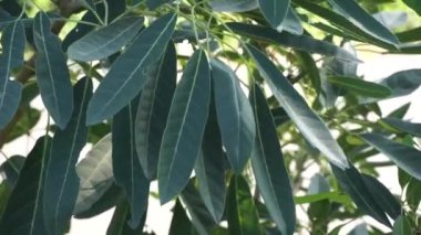 Tabebuia caraiba (Tabebuia aurea, Karayip trompeti, gümüş trompet ağacı, altın ağacı) doğal bir arka plana sahiptir.