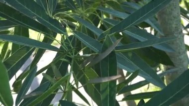 Tabebuia caraiba (Tabebuia aurea, Karayip trompeti, gümüş trompet ağacı, altın ağacı) doğal bir arka plana sahiptir.