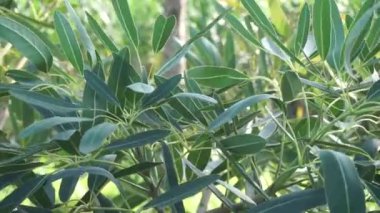 Tabebuia caraiba (Tabebuia aurea, Karayip trompeti, gümüş trompet ağacı, altın ağacı) doğal bir arka plana sahiptir.