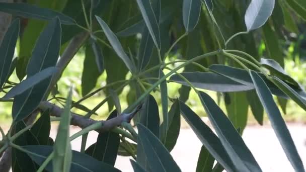 Tabebuia Caraiba Tabebuia Aurea Trompete Caribenho Trombeta Prata Árvore Ouro — Vídeo de Stock