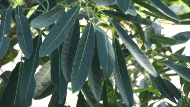 Tabebuia Caraiba Tabebuia Aurea Tromba Caraibica Tromba Argento Albero Oro — Video Stock