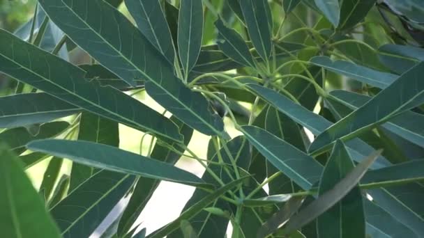 Tabebuia Caraiba Tabebuia Aurea Caribbean Trumpet Silver Trumpet Tree Tree — Stock Video