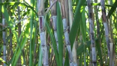 Doğal bir geçmişi olan şeker kamışı. Endonezyalılar buna tebu der.