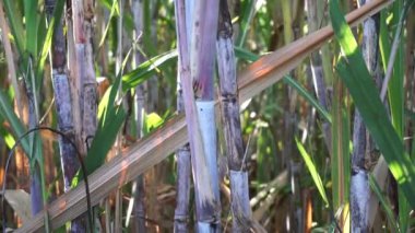 Doğal bir geçmişi olan şeker kamışı. Endonezyalılar buna tebu der.