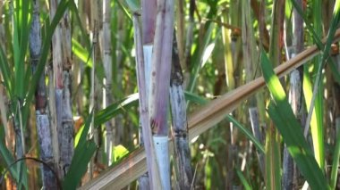 Doğal bir geçmişi olan şeker kamışı. Endonezyalılar buna tebu der.
